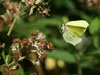 photography